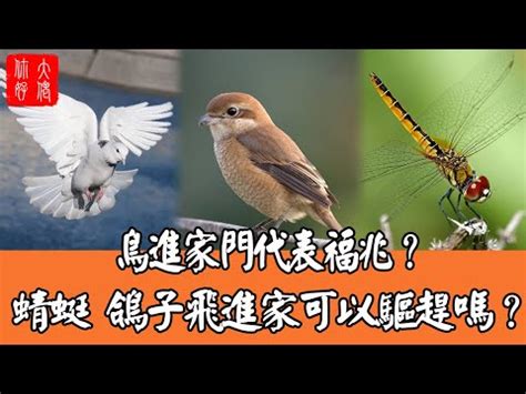 蜻蜓跑來家裡|【家裡出現蜻蜓代表什麼】家中突現蜻蜓，好兆頭還是警訊？